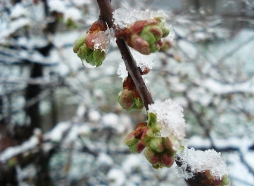 MAIA va analiza impactul înghețurilor și va consulta fermierii